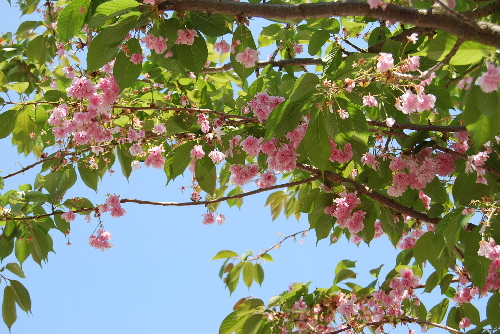 Restbl&uuml;te Japanische Kirsche 01.Mai 2009