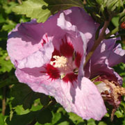 02.Aug.2011 - Hibiskus